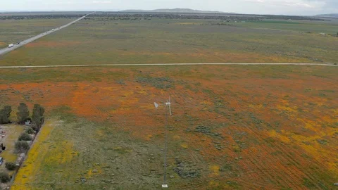 Camera circles around windmill during California Poppy super bloom Stock Footage 119996228