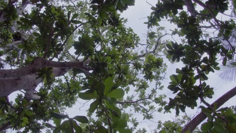 The camera is circling under the tree Stock Footage 241834592