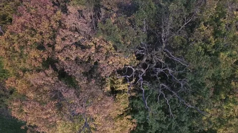 Camera climbing up a tree with colourful foliage in autumn Stock Footage 55774743