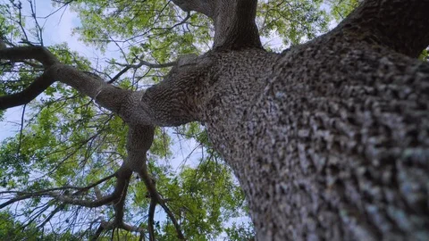 Camera climbing up tree 스톡 동영상 87477934