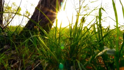 The camera climbs a tree against the background of a river. Sun rays Stock Footage 76758599
