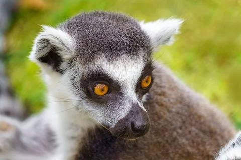 Camera close-up of a lemur looking sideways with its big eyes. Stock Photos