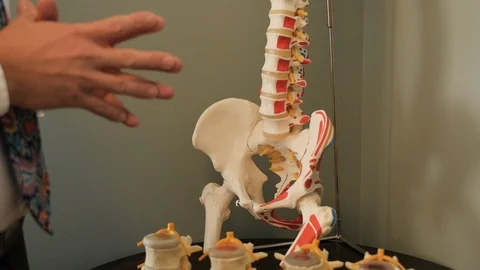 Camera close up pans up spine model Video stock 107760201