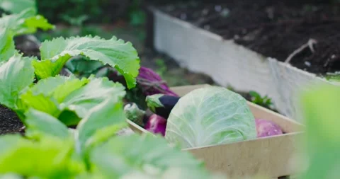 Camera closing framing harvest crate beside raised bed with cabbage, eggplants, Stock Footage 336175310