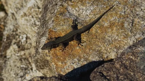 Camera Closing In on an Iberian Wall Lizard Sunbathing on Rocks. Stock Footage 346408031