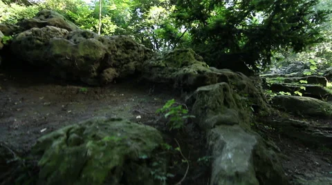 Camera crane in the forest, steady cam shot. Stock-Footage 40390537