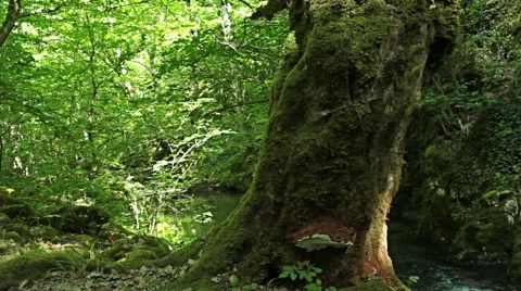 Camera crane in the green mountain forest, steady cam shot. Stock Footage 46440793