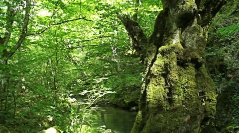 Camera crane in the green mountain forest, steady cam shot. Видео 46440896