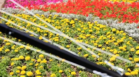 Camera on the crane moves over flowers Stock Footage 51149705