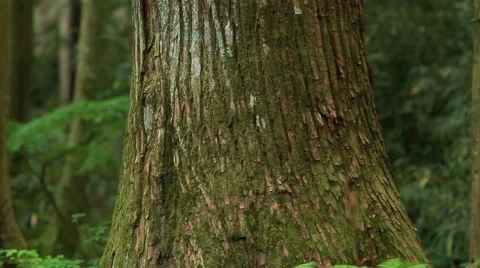 Camera crane moving from bottom to up on a tree. Stock Footage 41855955