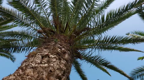 Camera Crane Moving Under Palm Tree, 4k Stock-Footage 67536193