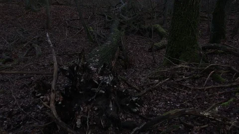 Camera crane rises from the ground and shows old uprooted tree after the storm Stock-Footage 123979308