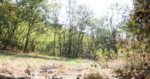 Camera crane shot of forest and a small clearing in the sun in the fall Stock Footage 118389429