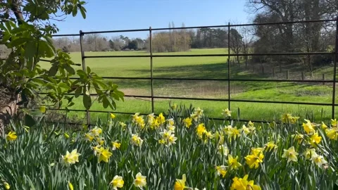 Camera cranes up from daffodils to reveal a field 動画素材 151460738