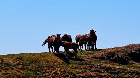 Camera cranes up revealing herd of horses on Pyrenees mountain ridge Stock Footage 341536718