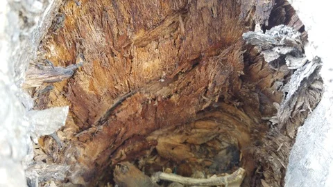 The camera crawls out of a hollow in a tree on a city street - 2. 動画素材 115790066