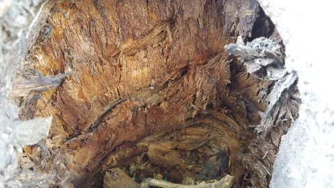 The camera crawls out of a hollow in a tree on a city street. 動画素材 115790086