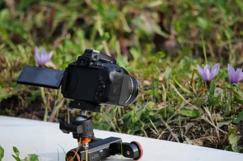 Camera with crocus flowers Stock Photos