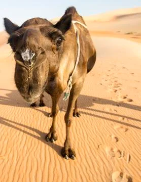 Camera curious camel close-up in the Rub'al Khali Desert Stock Photos