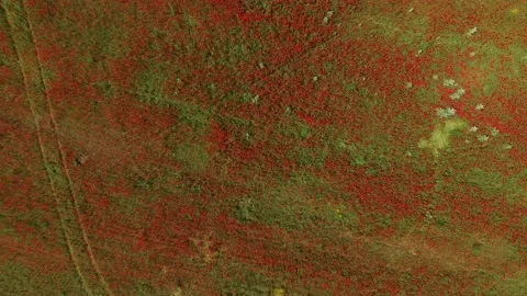 Camera descends above the field with red flowers and stops above them Video stock 90972569