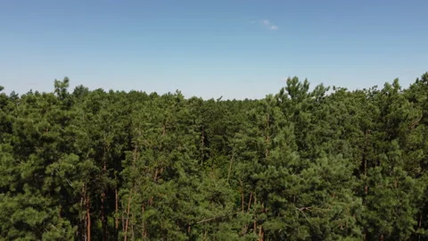 Camera descends into the forest between the trees Stock Footage 165160115