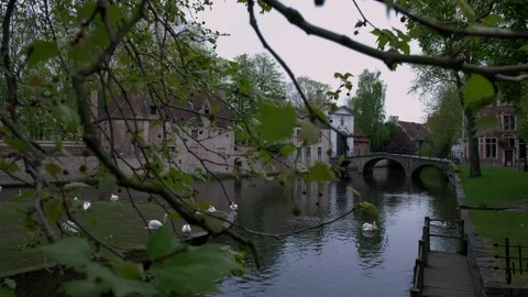 Camera descends past branches to show Dijver canal and Beguine Convent in Brugge Stock Footage 90453207