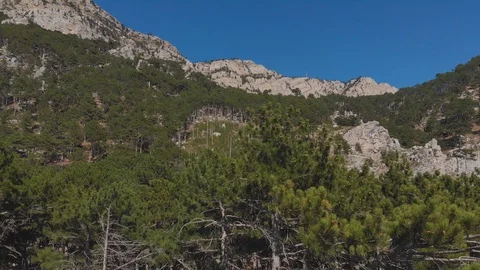 Camera descends into a pine forest in the mountains, aerial shot Stock Footage 104153712