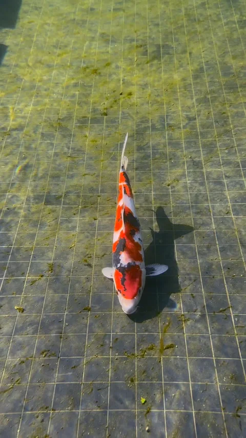 Camera Descends Into Pond Showing Koi Carp Swimming Underwater Vertical Video Stock Footage 282533746