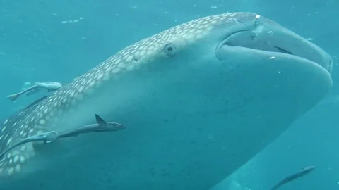 Camera descends right into Whale shark Stock Footage 80901190