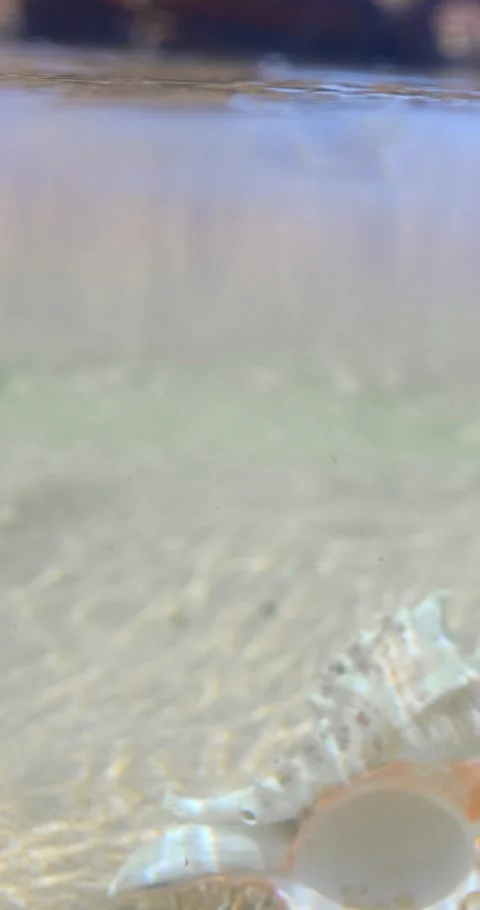 Camera Descends Underwater Revealing Conch Shell On Sandy Seafloor Stock Footage 345376480