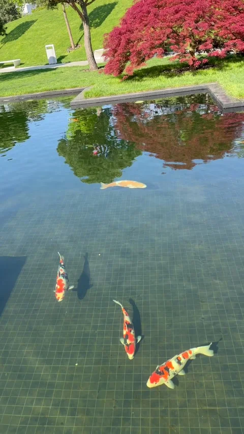 Camera Dips Underwater in Koi Pond Showing Swimming Carp in Park Vertical Video Stock Footage 282534421