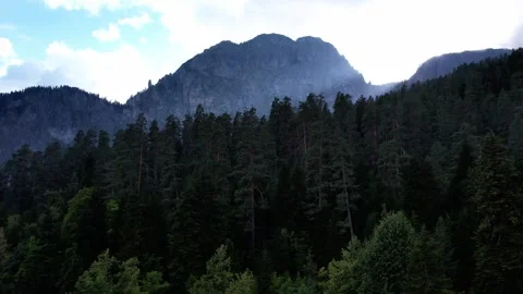 The camera is directed at a green coniferous forest, then drone flies straight 库存影片 256335032