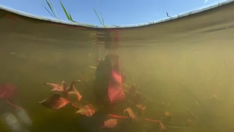 Camera diving into the waters of the Okavango River. Botswana. Stock Footage 333361680