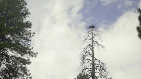 Camera dollies past tree with nest in it Stock Footage 59737459
