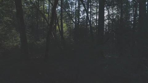 Camera dollies sideways through a lush, backlit forest Stock Footage 119995253