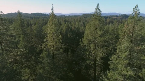 Camera dollies sideways through a lush, backlit forest Stock Footage 119995443