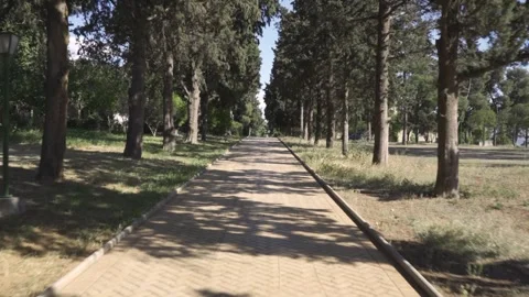 Camera dolling smoothly through rows of trees on paved driveway on a campus Stock Footage 257774692