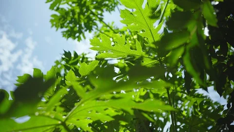 Camera Dolly From Green Leaf Papaya Appear Tall Papaya Tree in Summer 스톡 동영상 128942639