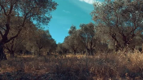 Camera dolly of Olive trees field in Provence Vidéo 68602687