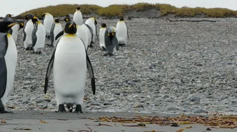 Camera dollys past 2 Penguins Stock Footage 11957710