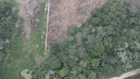 Camera down drone vuelo bosque el castillo Stock Footage 169488016