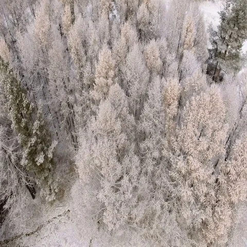 Camera downs from tops of snowy larches to earth covered with snow. Winter Stock Footage 69431562