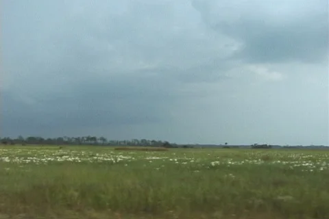 Camera Driving past Trees and Green Fields near Florida Everglades Stock Footage 121343897