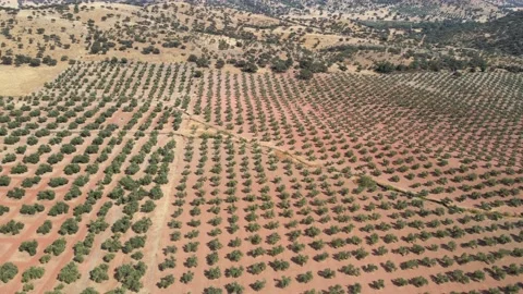 A camera drone flies over olive tree plantations in Andalucía Stock Footage 202072401