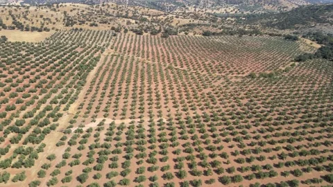 A camera drone flies over olive tree plantations in Andalucía Stock Footage 202072468