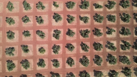 A camera drone flies over olive tree plantations in Andalucía Stock Footage 202073407