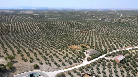 A camera drone flies over olive tree plantations near Bujalance Stock Footage 202600799