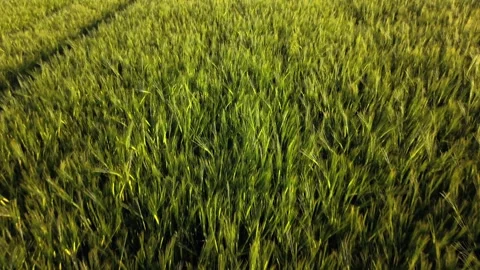 Camera drone footage over a young green barley field in Bavaria in late May Vídeos de archivo 340892622