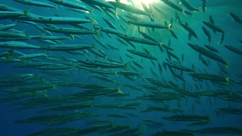 Camera enters school of Yellowtail Barracuda swimming in morning light, Stock Footage 301231015