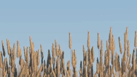 The camera examines ripe ears of wheat against the blue sky. Depth of field. Stock Footage 152328992